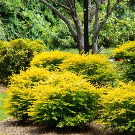 Topping out at 10 feet tall and 6 feet wide, this shrub makes a perfectly compact privacy screen or tall hedge that requires very little maintenance. . Home depot shrubs